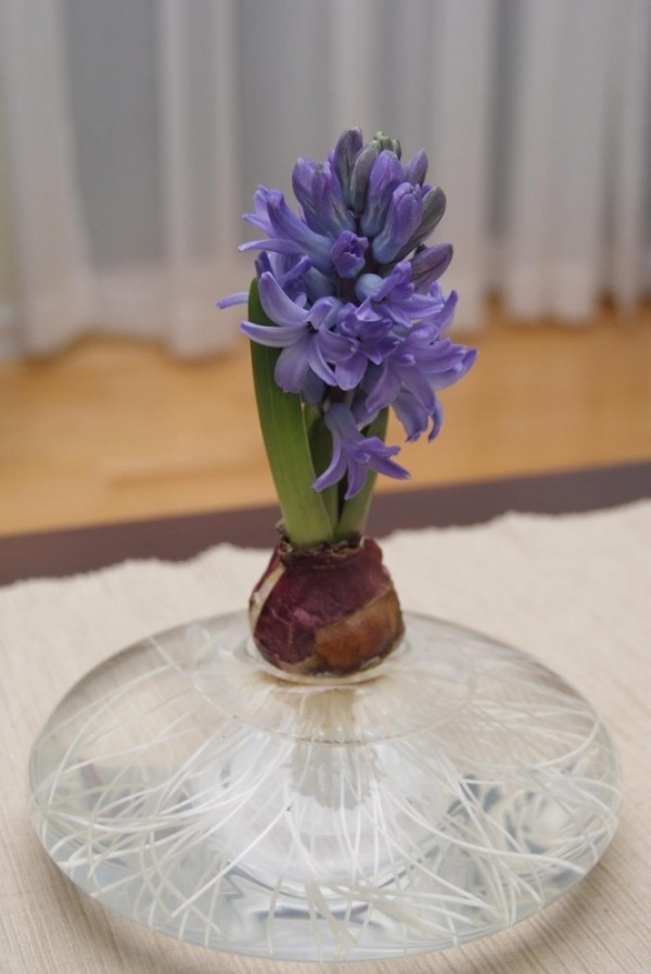 Floare de zambila in vaza cu bulb